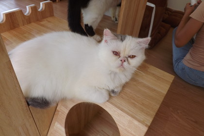 店内の猫